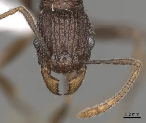 Tetramorium setigerum - CASENT0316981