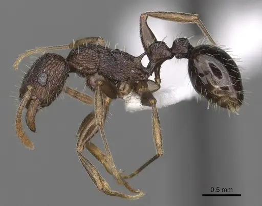 Tetramorium setigerum - CASENT0316981