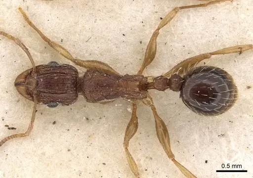 Tetramorium setigerum - CASENT0901190