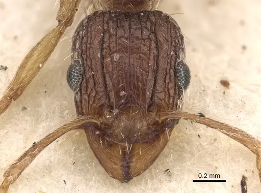 Tetramorium setigerum - CASENT0901190