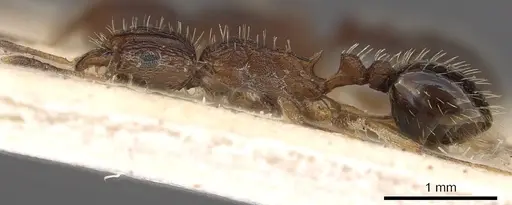 Tetramorium setigerum - CASENT0901190