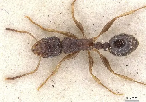 Tetramorium setigerum - CASENT0909154
