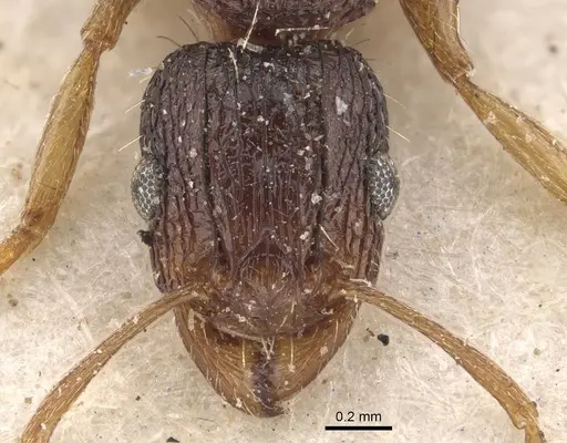 Tetramorium setigerum - CASENT0909154