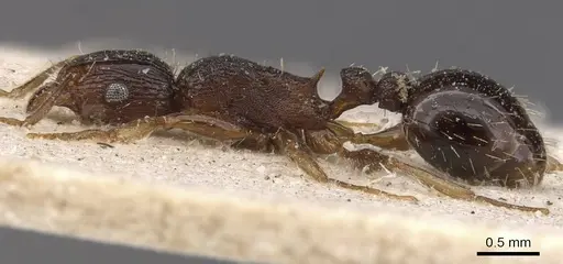 Tetramorium setigerum - CASENT0909154