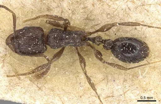 Tetramorium setigerum - CASENT0915076