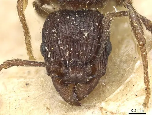 Tetramorium setigerum - CASENT0915076