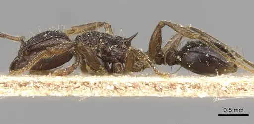 Tetramorium setigerum - CASENT0915076