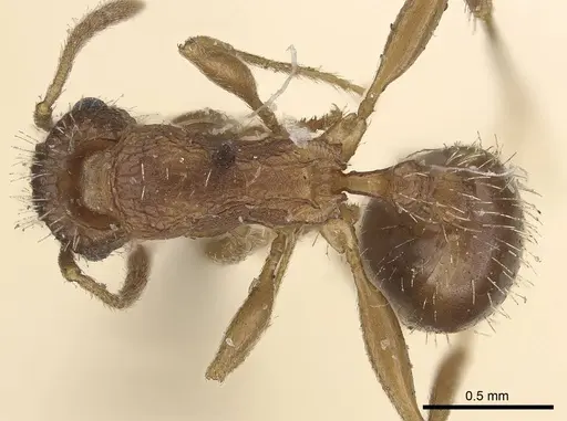 Tetramorium setigerum - CASENT0919651