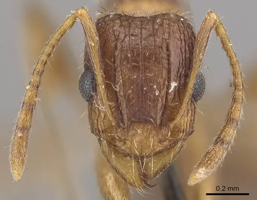 Tetramorium setigerum - CASENT0919651