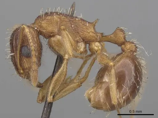 Tetramorium setigerum - CASENT0919651