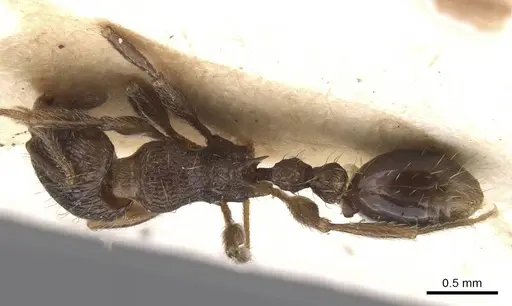 Tetramorium setigerum - RMCAENT000017789