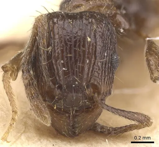 Tetramorium setigerum - RMCAENT000017789