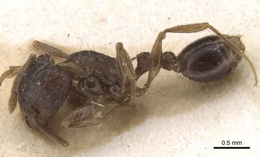 Tetramorium setigerum - RMCAENT000017789