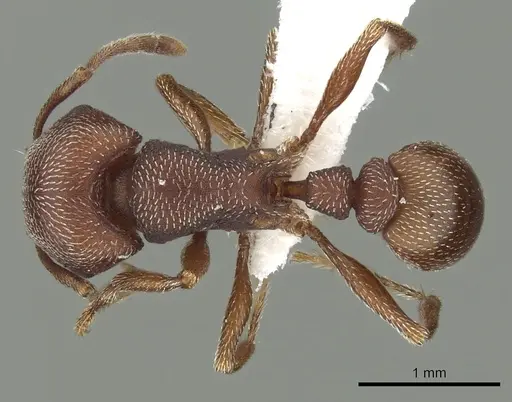 Tetramorium setuliferum specimen