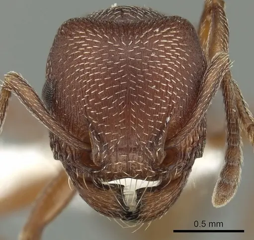 Tetramorium setuliferum specimen