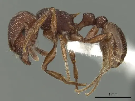 Tetramorium setuliferum specimen