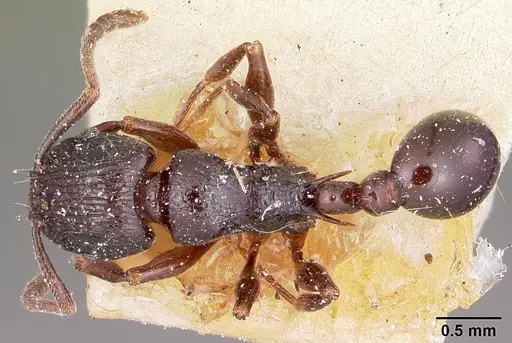 Tetramorium severini specimen