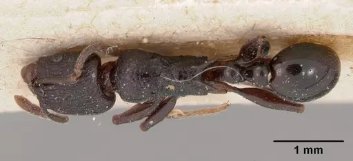Tetramorium severini - CASENT0102078