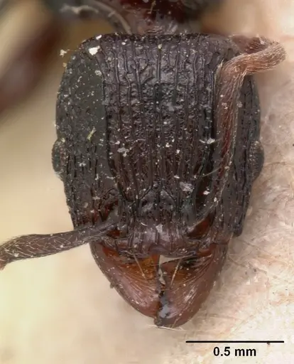 Tetramorium severini - CASENT0102078