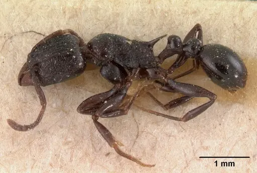 Tetramorium severini - CASENT0102078