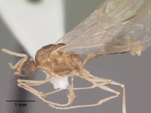 Tetramorium severini - CASENT0102396