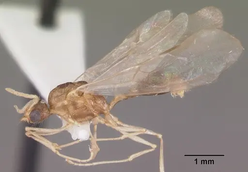 Tetramorium severini - CASENT0102396