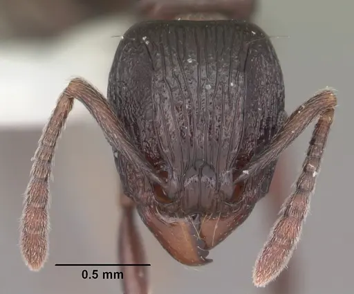Tetramorium severini - CASENT0102397