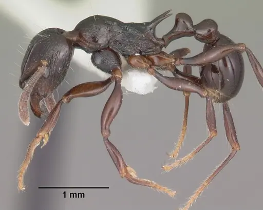 Tetramorium severini - CASENT0102397
