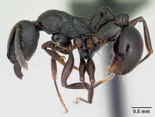 Tetramorium severini - CASENT0494149