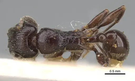 Tetramorium severini - CASENT0914091