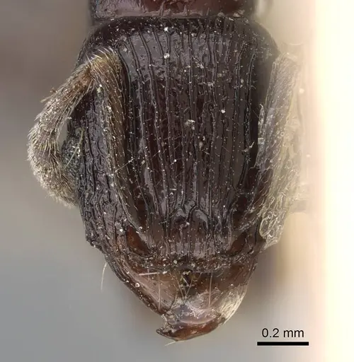 Tetramorium severini - CASENT0914091