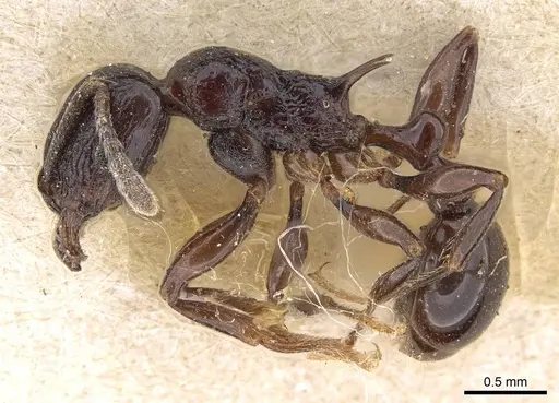Tetramorium severini - CASENT0914091
