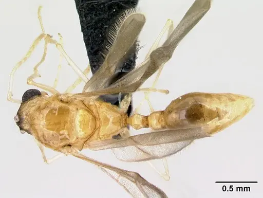 Tetramorium shamshir specimen