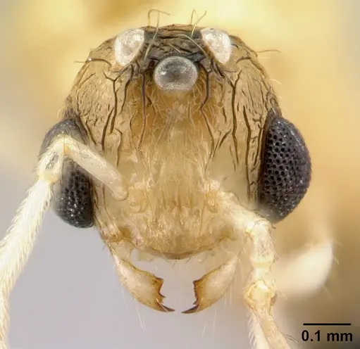 Tetramorium shamshir specimen