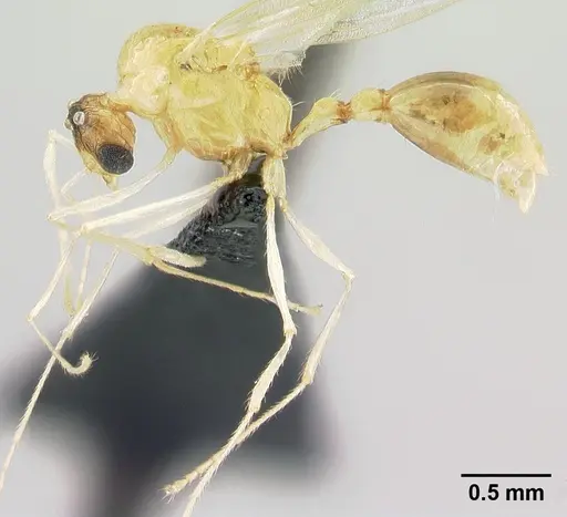 Tetramorium shamshir specimen