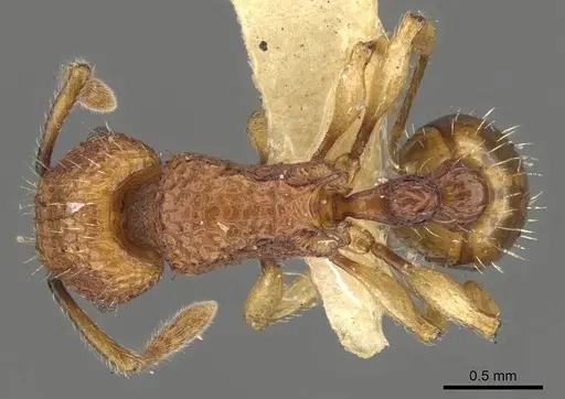 Tetramorium shensiense specimen