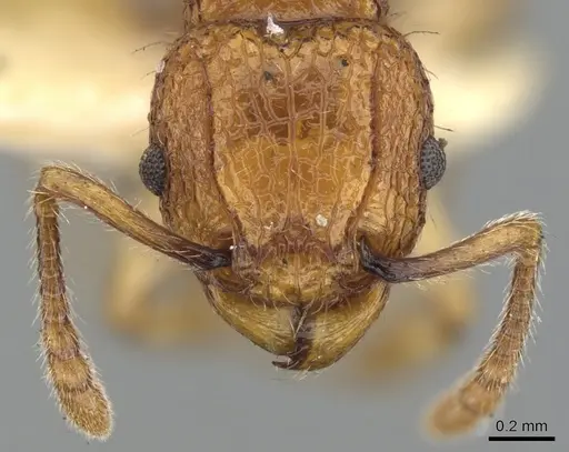 Tetramorium shensiense specimen