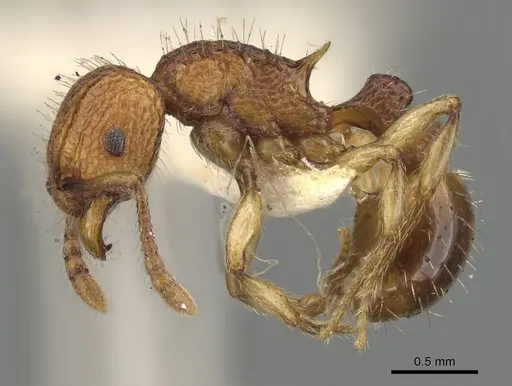 Tetramorium shensiense specimen