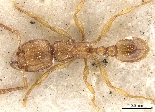 Tetramorium shilohense specimen