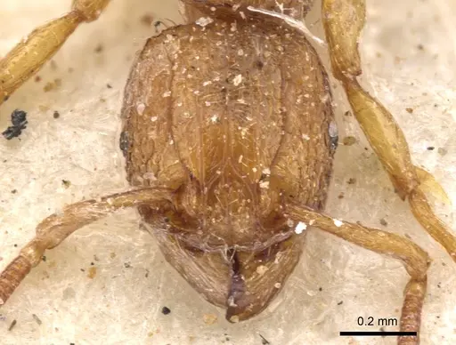 Tetramorium shilohense specimen