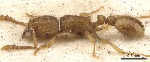 Tetramorium shilohense specimen