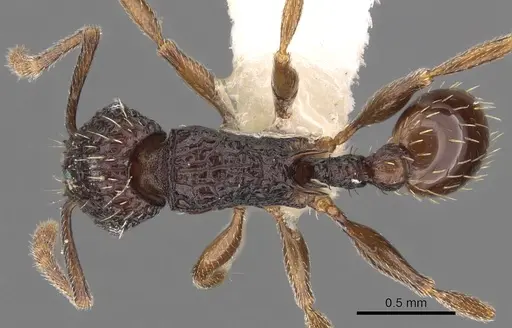 Tetramorium sigillum specimen