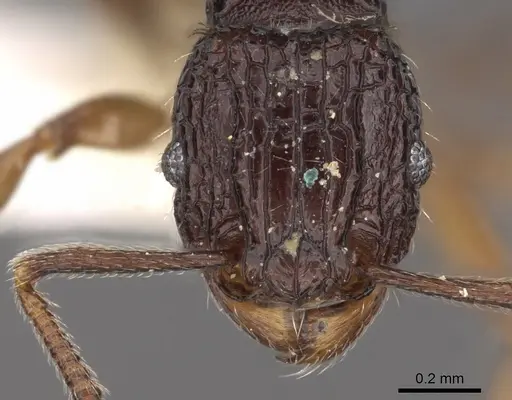 Tetramorium sigillum specimen