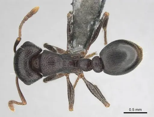 Tetramorium signatum specimen