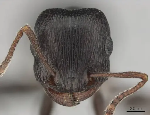 Tetramorium signatum specimen