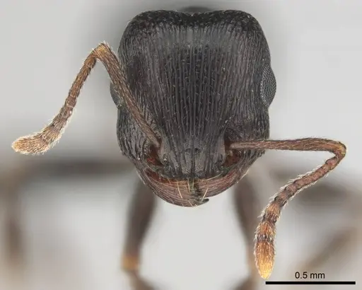 Tetramorium signatum specimen