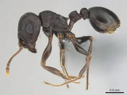 Tetramorium signatum - CASENT0254335