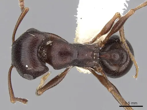 Tetramorium signatum - CASENT0280906
