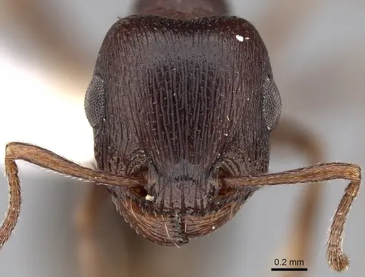 Tetramorium signatum - CASENT0280906