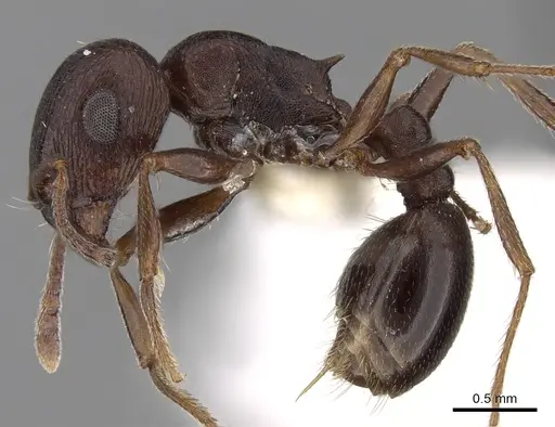 Tetramorium signatum - CASENT0280906